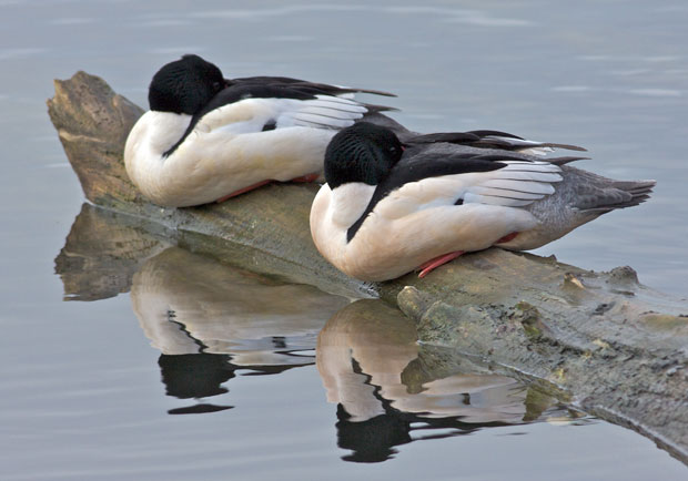 Two Common Mergansers