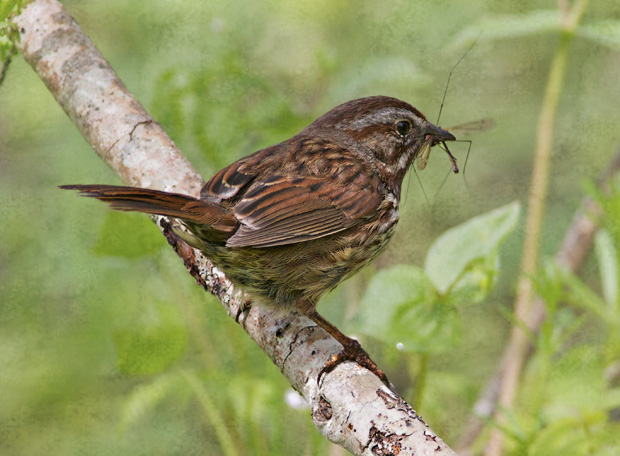Song Sparrow with Bug in Beak