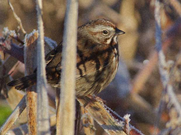 Song Sparrow in Frosted Weeds