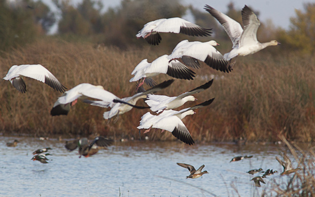 Flock of Snow Geese taking off 
