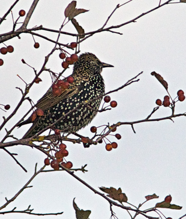 Starling in Breeding Colors 