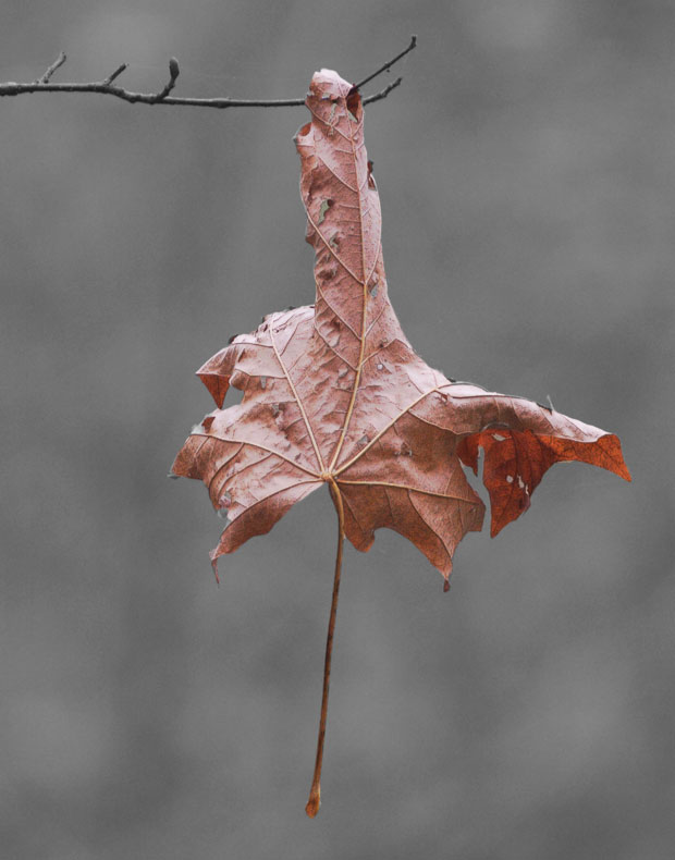 A Suspended Leaf  