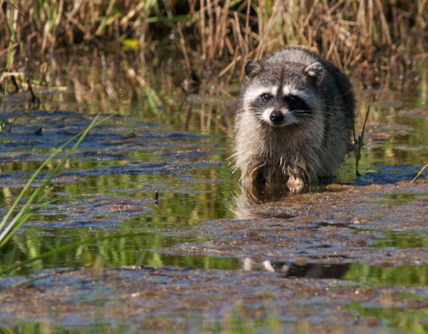 Raccoon Wading in Wetlands