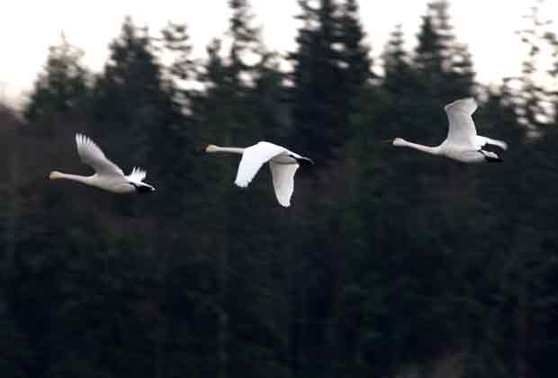 Tundra Swan Flying Above