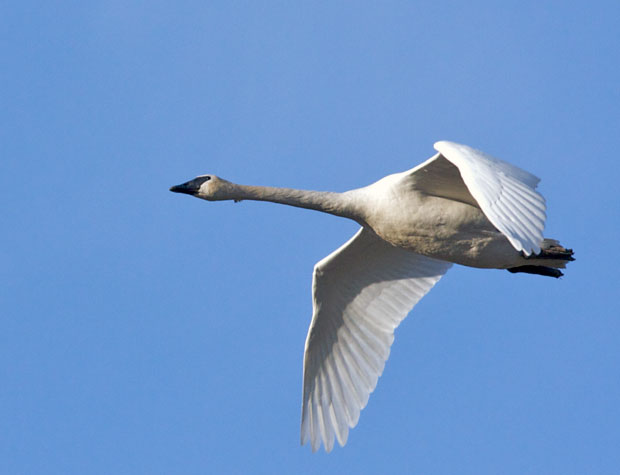 Swan Flying Over