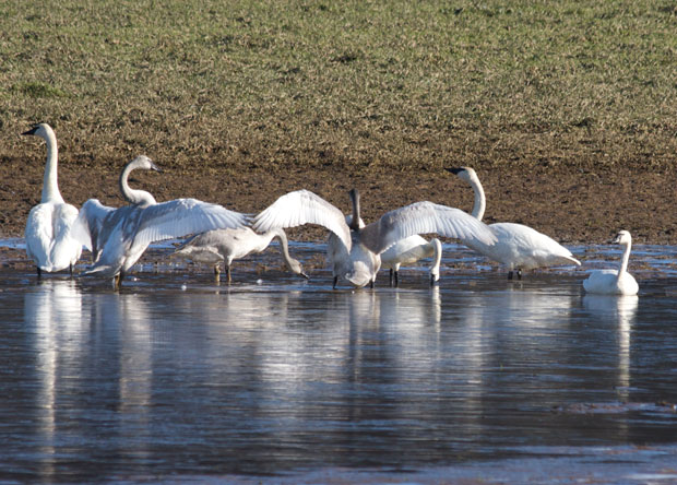 Swans On Pond