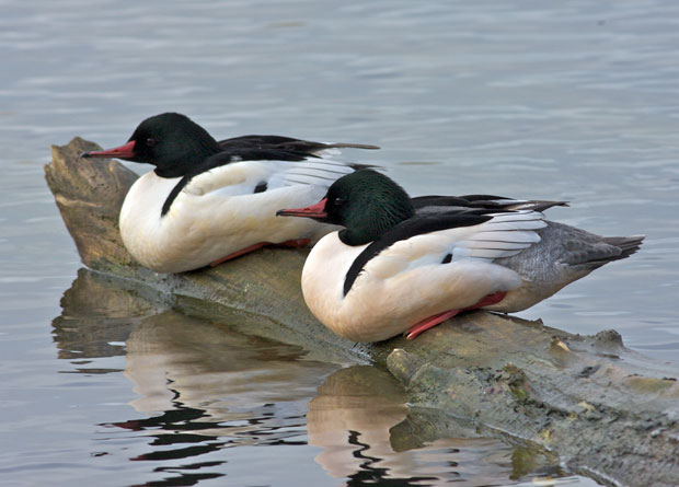 Two Male Common Mergansers