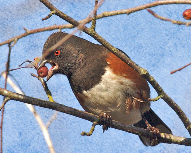 Towhee With Berry