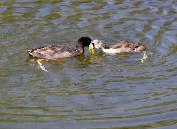 American Coot with Offspring