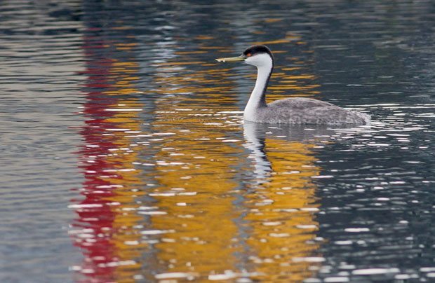 Western Grebe with Red-Orange Reflections