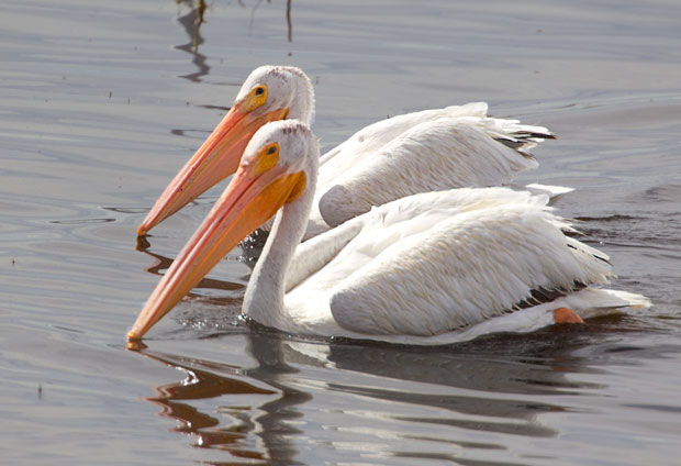 Pair of White Pelicans