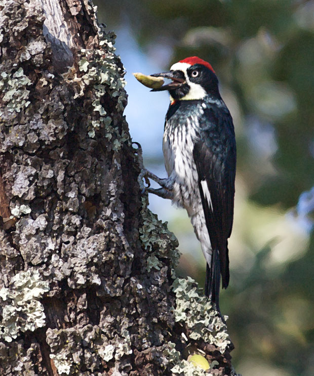 Woodpecker With Acorn