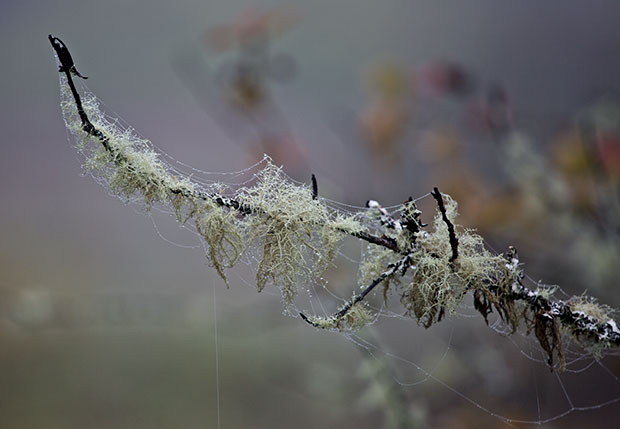 lichen-covered branches 