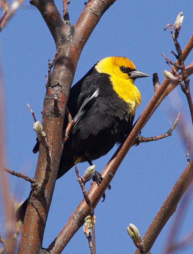  Yellow-Headed Blackbird