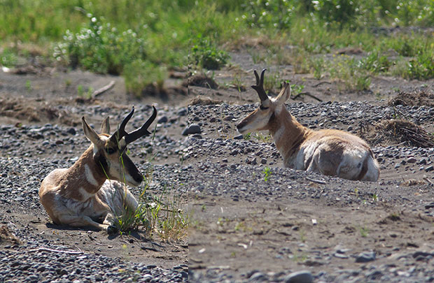 Antelope resting 