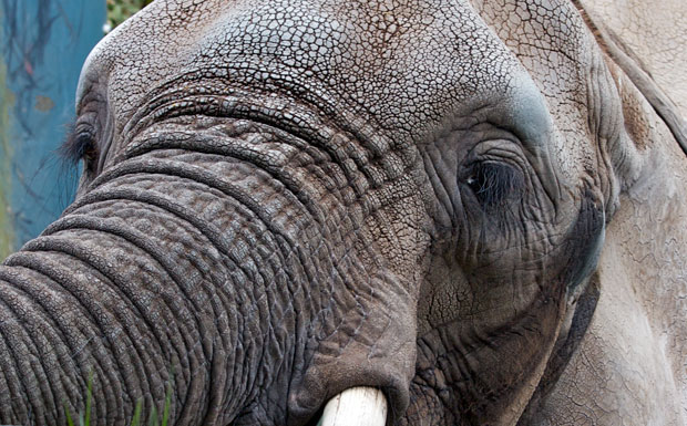 Close Up of Elephant