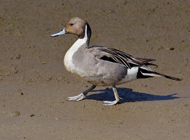 male Northern Pintail
