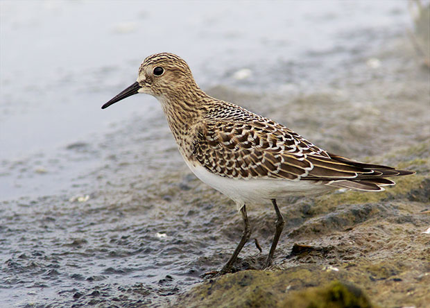 probably a Western Sandpiper 