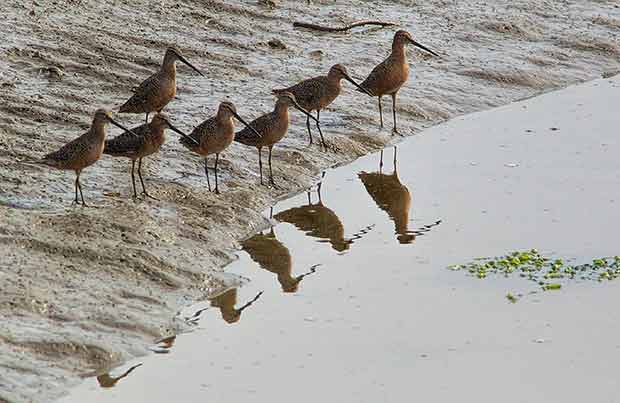 Long-Billed Dowitchers 