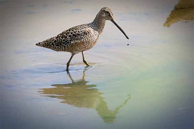 Long-Billed Dowitcher 