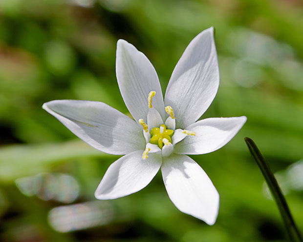 unknown white flower 