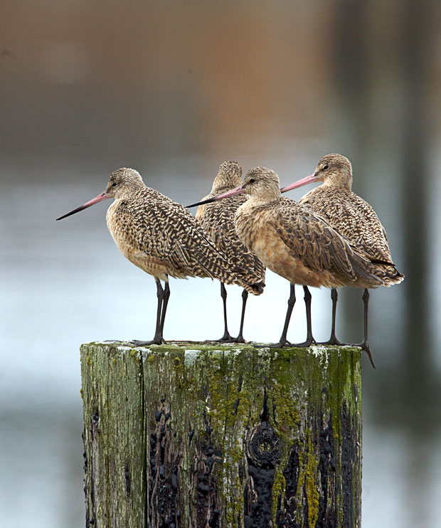 Four Marbled Godwits on Piling