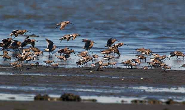 Shorebirds landing