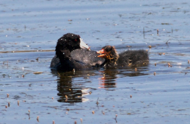 American Coot with Chick