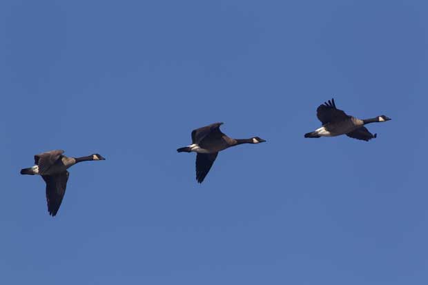 Canda Geese in Flight