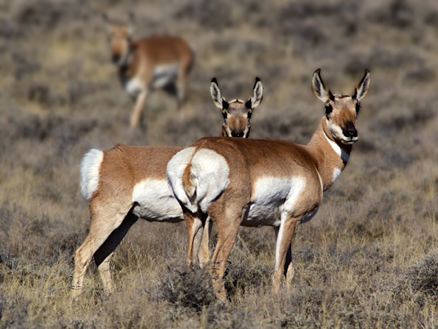 female Pronghorn Antelope