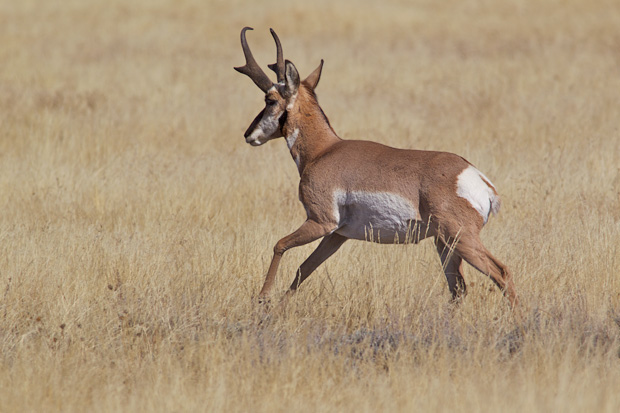 Antelope Running