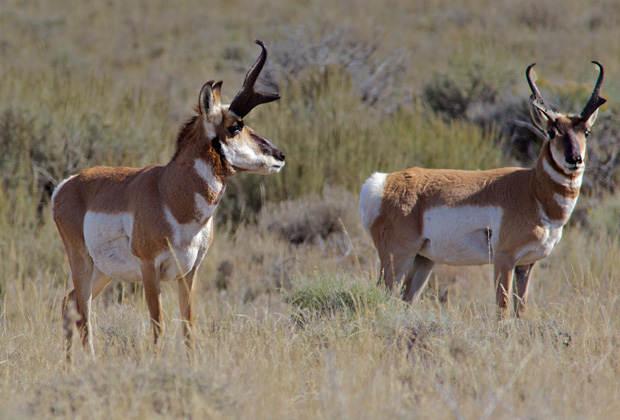 Male Pronghorn Antelope