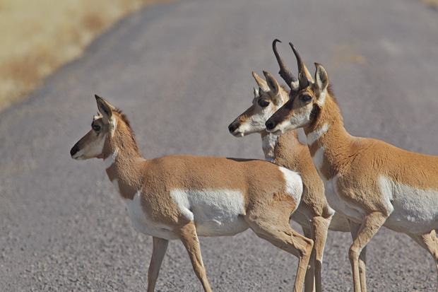 Antelope Crossing Road