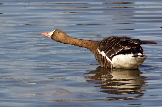 Greater White-Fronted Goose 