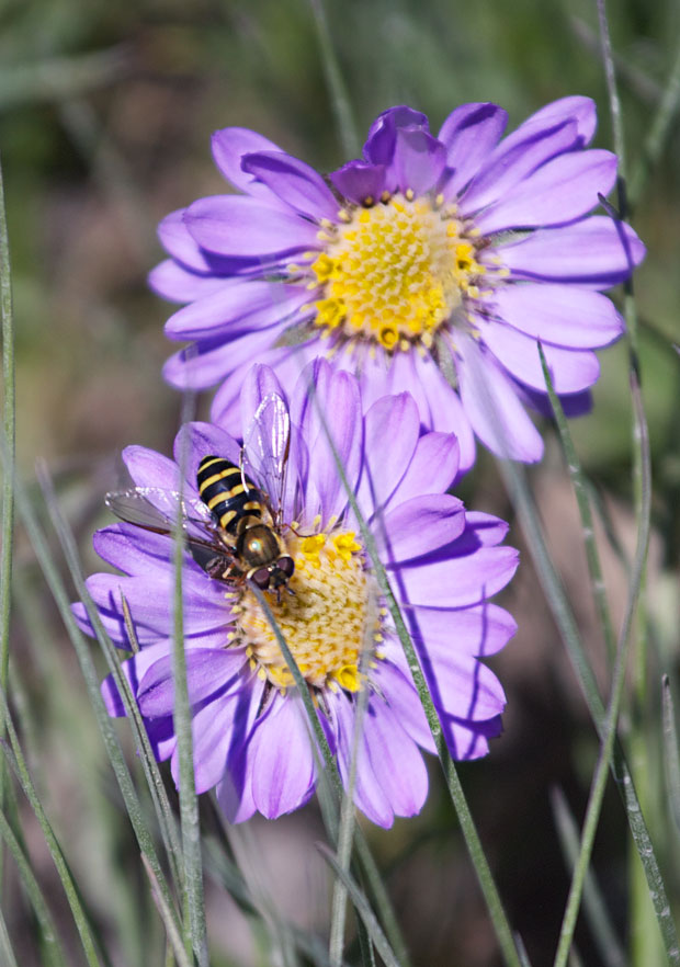 Bee on Aster 