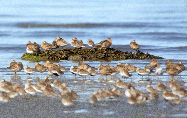 Shorebirds resting