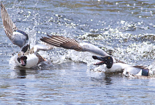 male Northern Shovelers Fighting