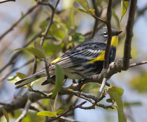 Audubon Yellow-Rumped Warbler