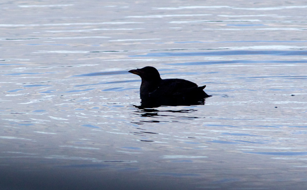silhouette of Auklet 