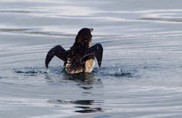 Auklet with wings spread