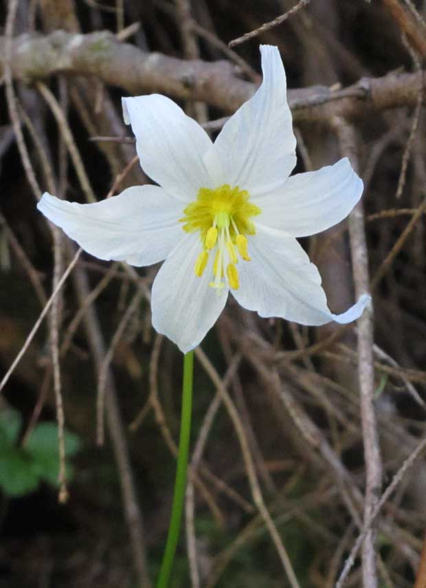 Avalanche Lily 