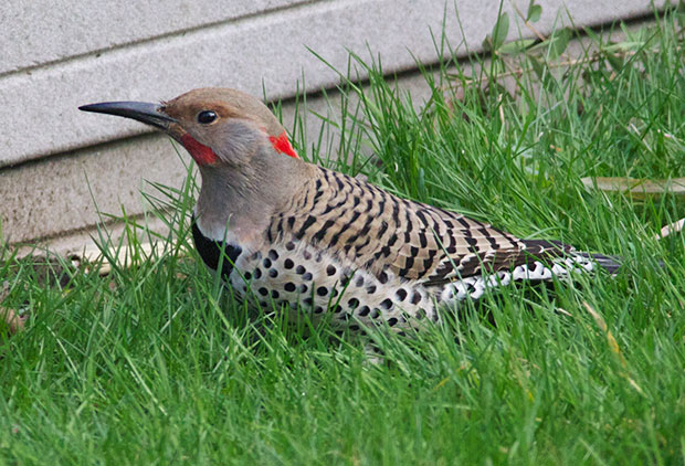 Red-Shafted Flicker 