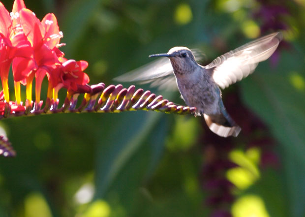 Backlit Hummingbird