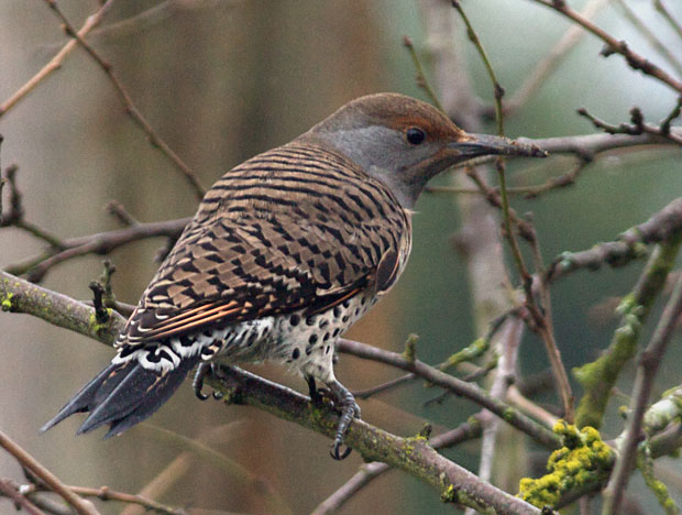 Red-Shafted Flicker