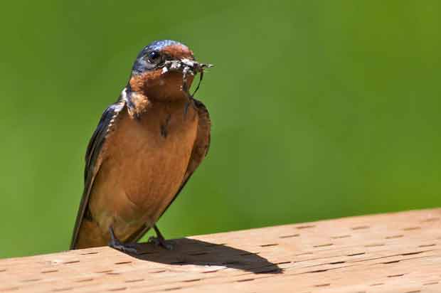 Barn Swallow with Insect