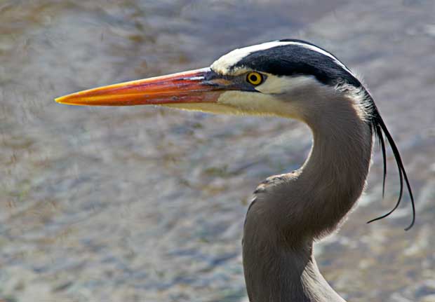 close-up of Great Blue Heron