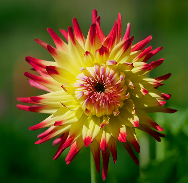 Red and Yellow Dahlia 