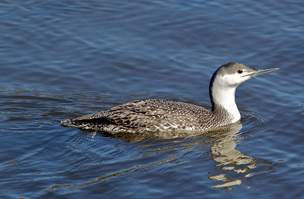 Red-Throated Loon 