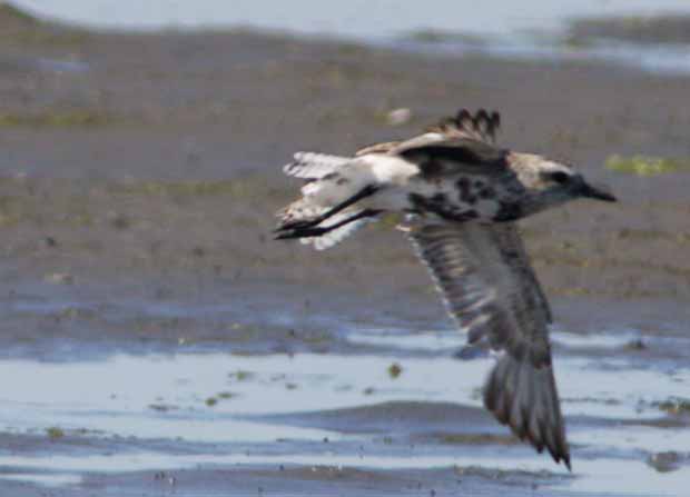 Black-Bellied Plover Flying