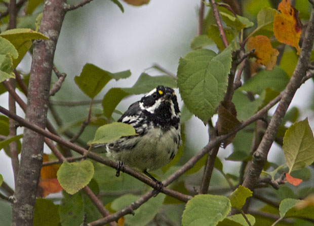 Black-Throated Gray Warbler 